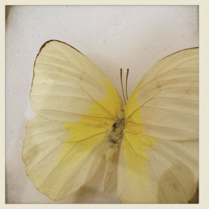 sommerfugl-1-nett